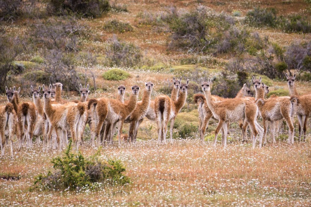 Stadko zdziwionych guanaco